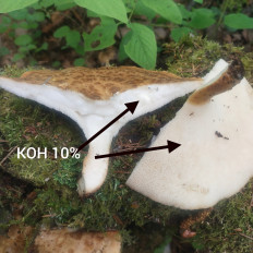 Polyporus tuberaster - Трутовик клубненосный