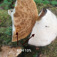 Polyporus tuberaster - Трутовик клубненосный