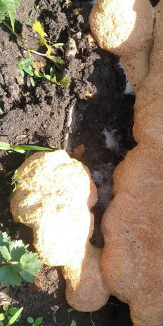 Гриб из Липецк