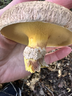 Гриб из Анды Барилоче Аргентина