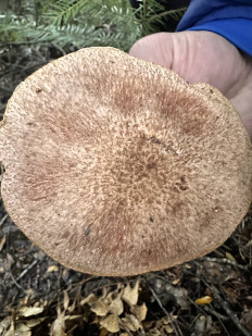 Гриб из Анды Барилоче Аргентина