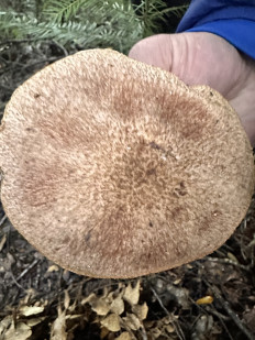 Гриб из Анды Барилоче Аргентина