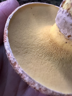 Гриб из Анды Барилоче Аргентина