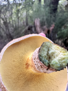 Гриб из Анды Барилоче Аргентина