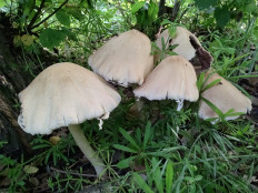 Гриб из Москва