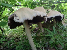 Гриб из Москва