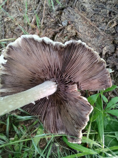 Гриб из Москва