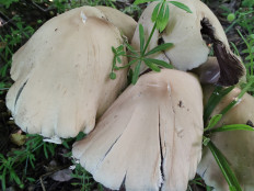 Гриб из Москва