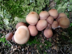 Homophron spadiceum - Псатирелла каштановая