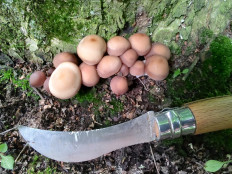 Homophron spadiceum - Псатирелла каштановая