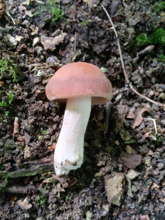 Homophron spadiceum - Псатирелла каштановая