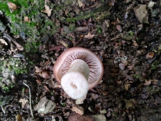 Homophron spadiceum - Псатирелла каштановая