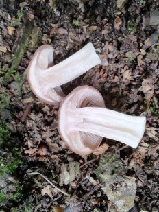 Homophron spadiceum - Псатирелла каштановая