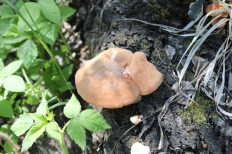 Пилолистник бокаловидный