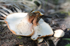 Пилолистник бокаловидный