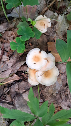 Гриб из Гомель