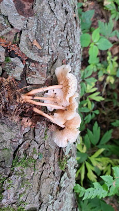 Гриб из Гомель