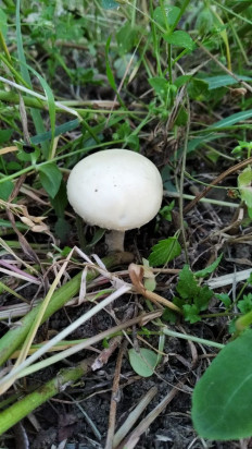 Полевик жёсткий