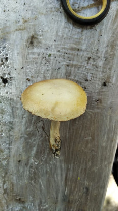 Полевик жёсткий