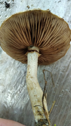 Полевик жёсткий