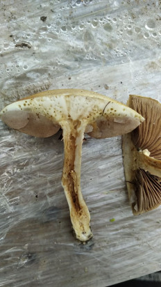 Полевик жёсткий