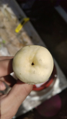 Полевик жёсткий