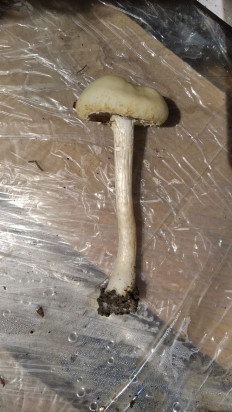 Полевик жёсткий