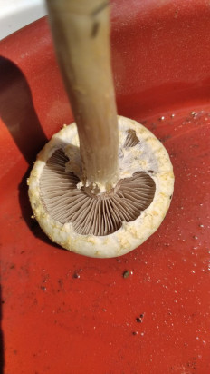 Полевик жёсткий