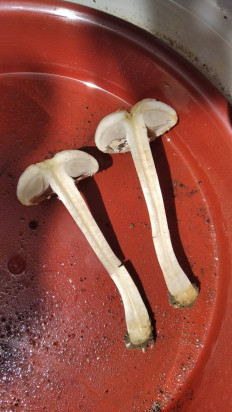 Полевик жёсткий