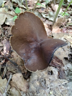 Helvella queletii - Гельвелла Келе