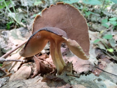 Helvella queletii - Гельвелла Келе