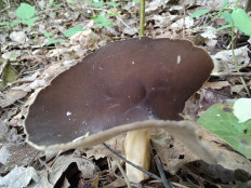 Helvella queletii - Гельвелла Келе