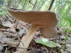 Helvella queletii - Гельвелла Келе