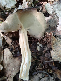 Helvella queletii - Гельвелла Келе