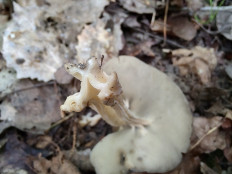 Helvella queletii - Гельвелла Келе