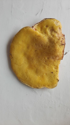 Трутовик серно-жёлтый