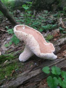 Пилолистник бокаловидный