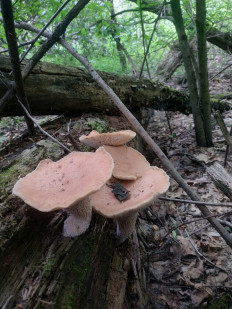 Пилолистник бокаловидный