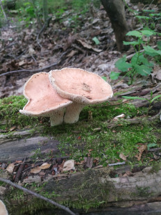 Пилолистник бокаловидный