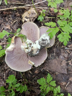 Гриб из Харьков