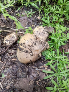 Гриб из Харьков