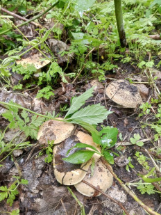 Гриб из Харьков