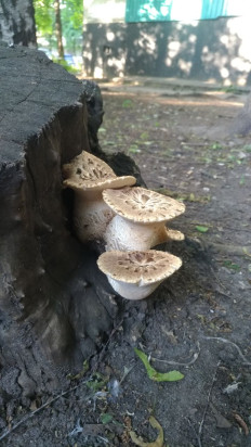 Трутовик чешуйчатый