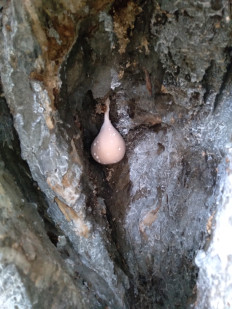 Гриб из Новоалександровск