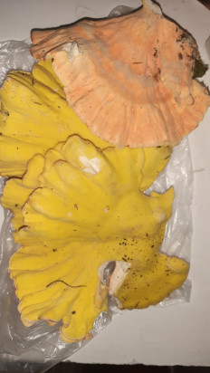 Гриб из Москва