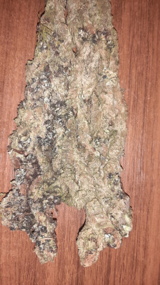 Гриб из Москва