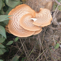 Трутовик чешуйчатый