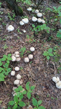 Psathyrella candolleana - Псатирелла Кандолля