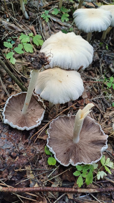 Psathyrella candolleana - Псатирелла Кандолля