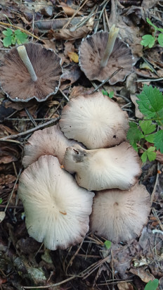 Psathyrella candolleana - Псатирелла Кандолля